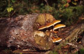 Attēlu rezultāti vaicājumam “Fomitopsis pinicola”