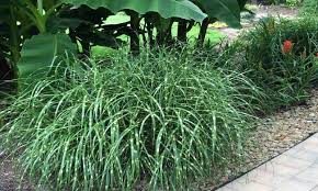 Image result for Miscanthus sinensis Zebrina