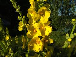 Image result for Königskerzen