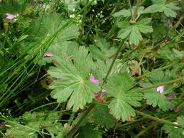 Attēlu rezultāti vaicājumam “Geranium pyrenaicum flower”