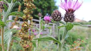 Attēlu rezultāti vaicājumam “Centaurea scabiosa bud”