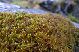 Attēlu rezultāti vaicājumam “Anastrophyllum minutum”