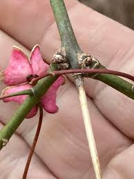 Attēlu rezultāti vaicājumam “Euonymus europaeus bud”
