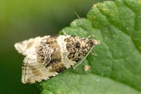 Attēlu rezultāti vaicājumam “Orthotaenia undulana”