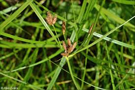 Attēlu rezultāti vaicājumam “Bolboschoenus maritimus”