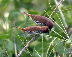 Attēlu rezultāti vaicājumam “Scapania lingulata”