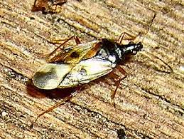 Attēlu rezultāti vaicājumam “Anthocoris nemorum”