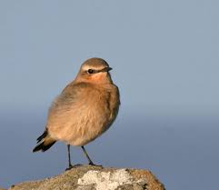 Image result for Oenanthe oenanthe