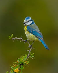 Image result for Cyanistes caeruleus