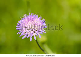 Image result for Knautia dipsacifolia