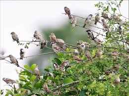 Image result for Passer montanus