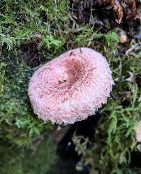 Attēlu rezultāti vaicājumam “Lactarius torminosus”