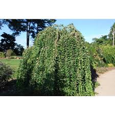 Attēlu rezultāti vaicājumam “Ulmus minor”