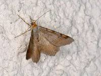 Attēlu rezultāti vaicājumam “Macaria notata”