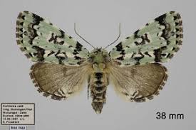 Attēlu rezultāti vaicājumam “Moma alpium”