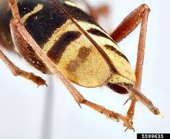 Attēlu rezultāti vaicājumam “Plagionotus detritus”