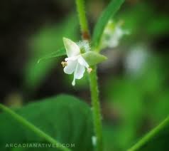 Attēlu rezultāti vaicājumam “Circaea lutetiana bud”