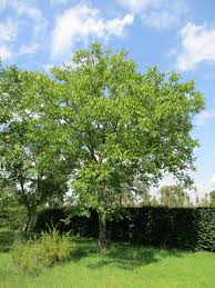 Attēlu rezultāti vaicājumam “Juglans regia”