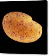 Attēlu rezultāti vaicājumam “Melilotus albus fruit”