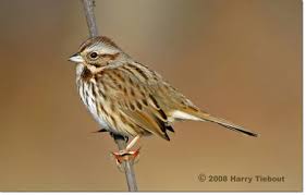 Image result for Melospiza melodia