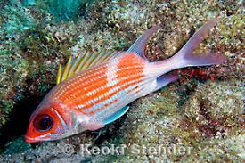 Image result for Holocentrus adscensionis