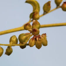 Attēlu rezultāti vaicājumam “Gleditsia triacanthos bud”