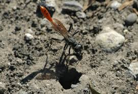 Attēlu rezultāti vaicājumam “Ammophila sp.”