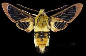 Attēlu rezultāti vaicājumam “Hemaris tityus”