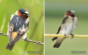 Image result for Petrochelidon pyrrhonota