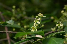 Attēlu rezultāti vaicājumam “Euonymus verrucosus”