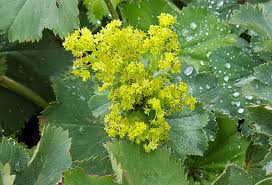 Image result for Frauenmantel