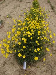 Attēlu rezultāti vaicājumam “Ranunculus polyanthemos”