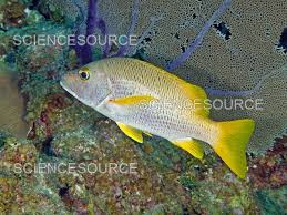 Image result for Lutjanus apodus