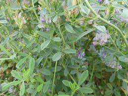 Attēlu rezultāti vaicājumam “Medicago x varia  flower”