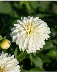 Image result for Dahlia `Snowflake`