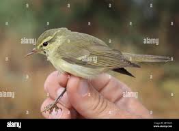 Attēlu rezultāti vaicājumam “Phylloscopus trochiloides adult”