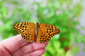 Attēlu rezultāti vaicājumam “Argynnis paphia female”