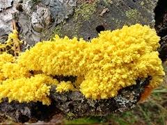 Attēlu rezultāti vaicājumam “Fuligo luteonitens”