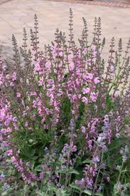 Image result for Salvia pratensis `Rose Rhapsody