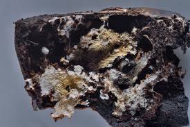 Attēlu rezultāti vaicājumam “Trechispora mollusca”