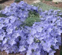 Image result for Campanula isophylla