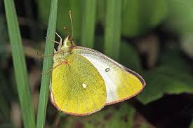 Attēlu rezultāti vaicājumam “Colias palaeno”