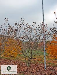 Attēlu rezultāti vaicājumam “Mespilus germanica leaf”