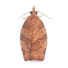 Attēlu rezultāti vaicājumam “Pandemis cinnamomeana female”