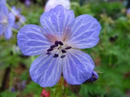 Image result for Geranium pratense