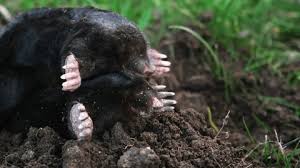 Attēlu rezultāti vaicājumam “Talpa europaea”