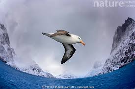 Image result for Thalassarche melanophris