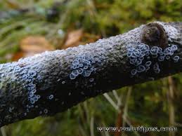 Attēlu rezultāti vaicājumam “Lachnella alboviolascens”