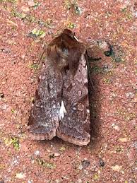 Attēlu rezultāti vaicājumam “Cerastis rubricosa”