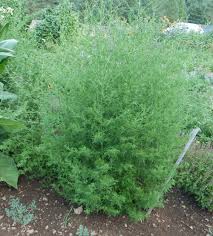 Image result for Artemisia annua